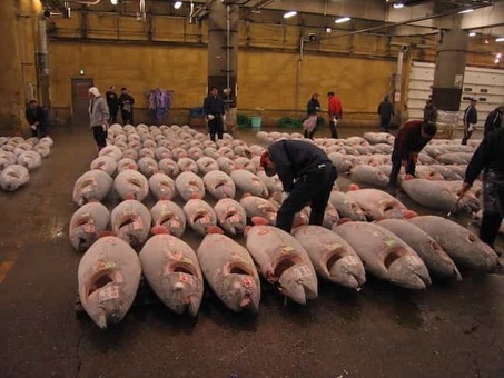 Tsukiji fish market and tuna 1528087981